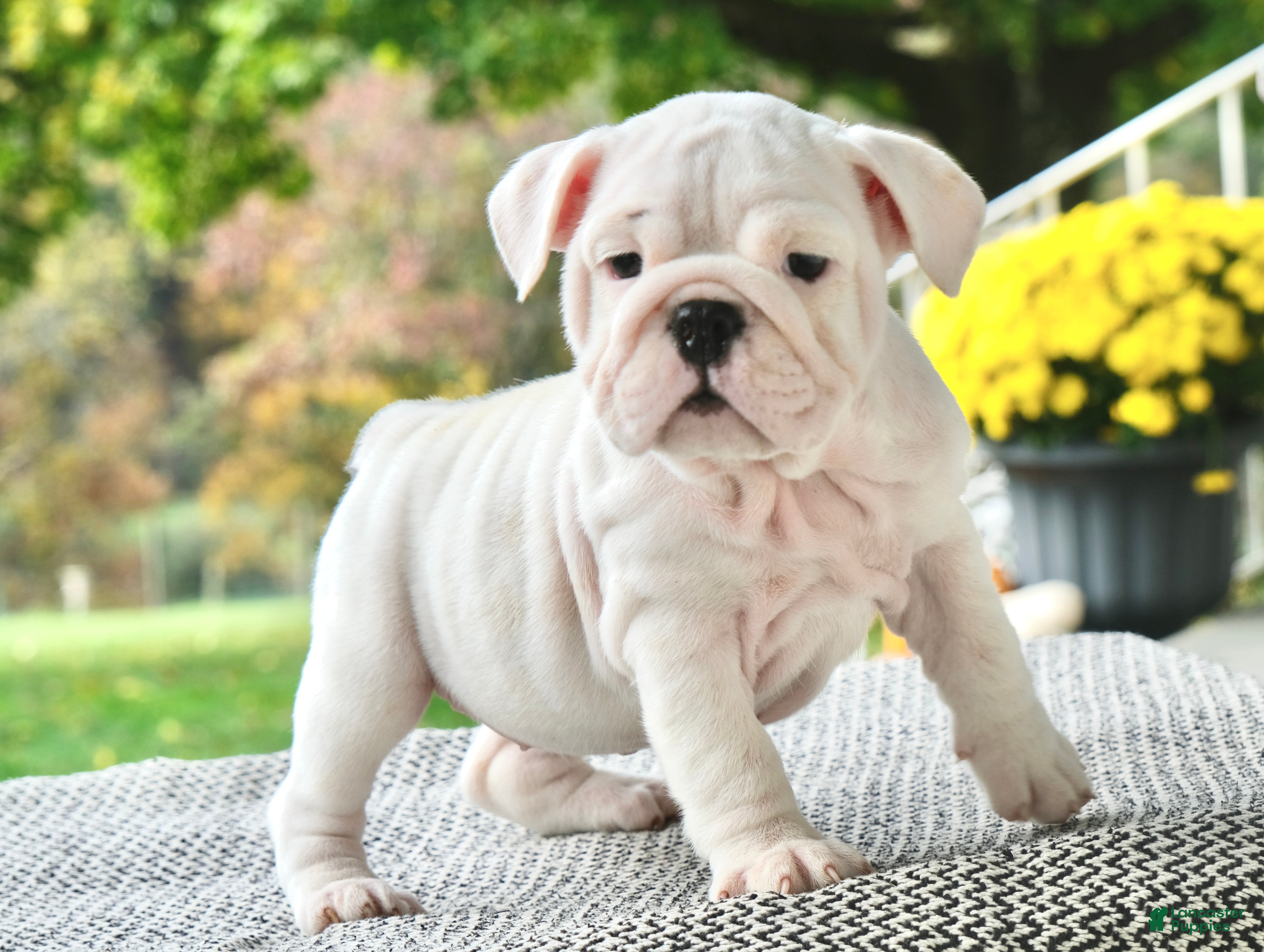 English Bulldog dogs Harper  - Ad 1
