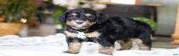 Bernedoodle dogs for sale: Jig - Ad 5