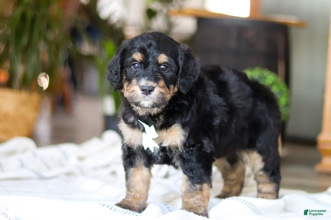 Bernedoodle dogs for sale: Jig - Ad 5