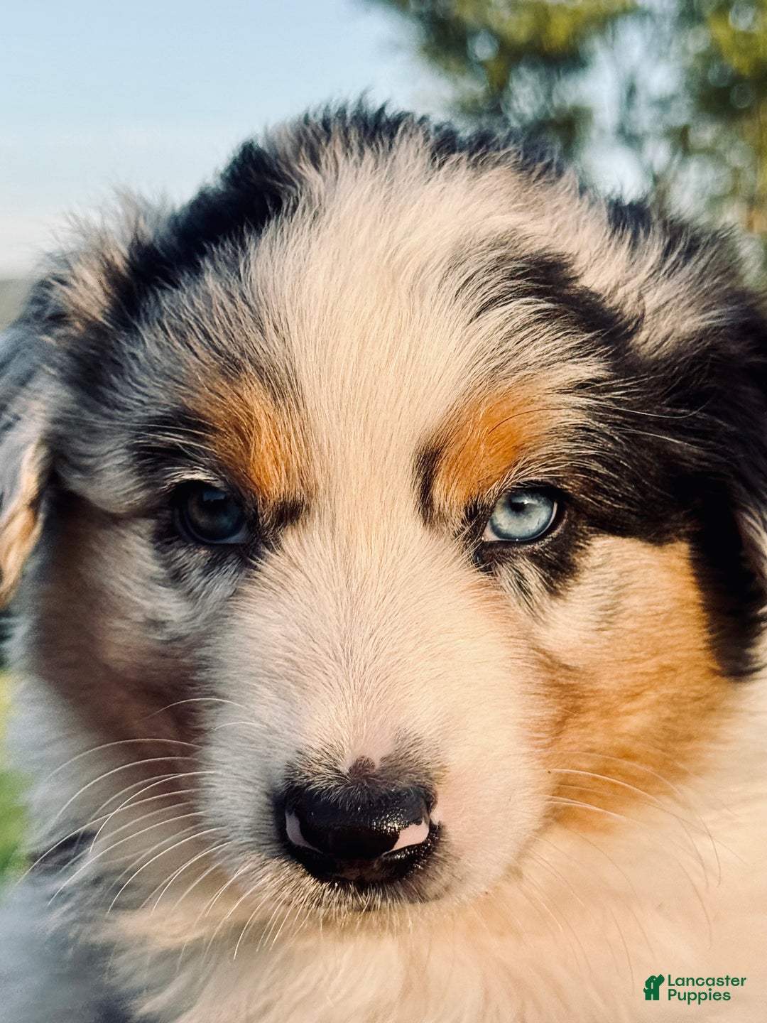 Australian Shepherd dogs for sale: Toothless - Ad 12