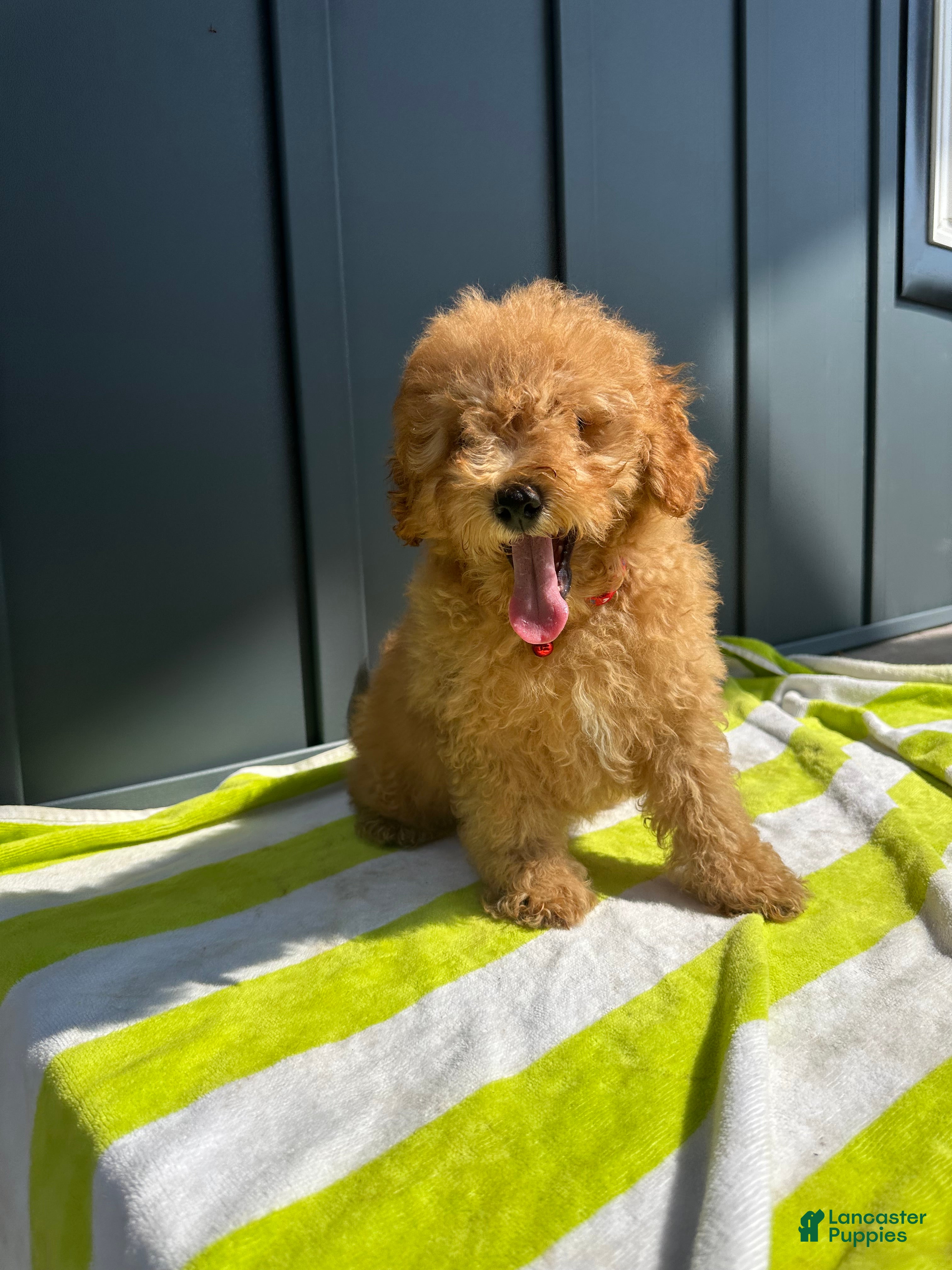 Miniature Poodle dogs Sammy - Ad 2