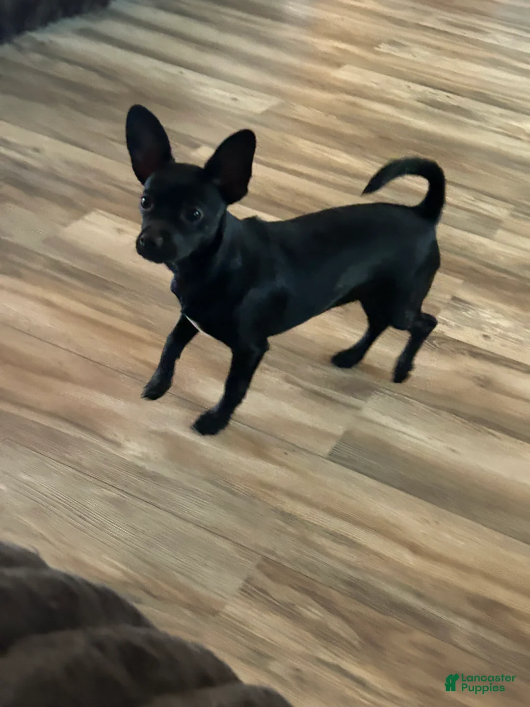 Chihuahua dogs for sale: Remi  - Ad 2