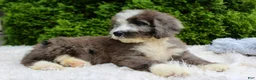 Bernedoodle dogs for sale: Charlie  - Ad 6