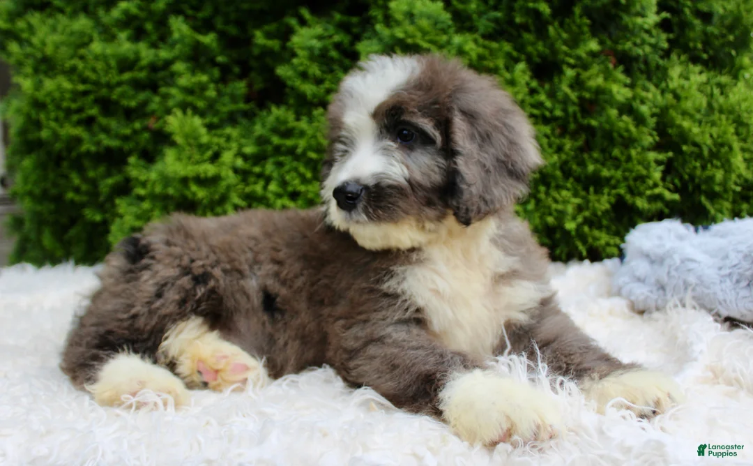 Bernedoodle dogs for sale: Charlie  - Ad 6