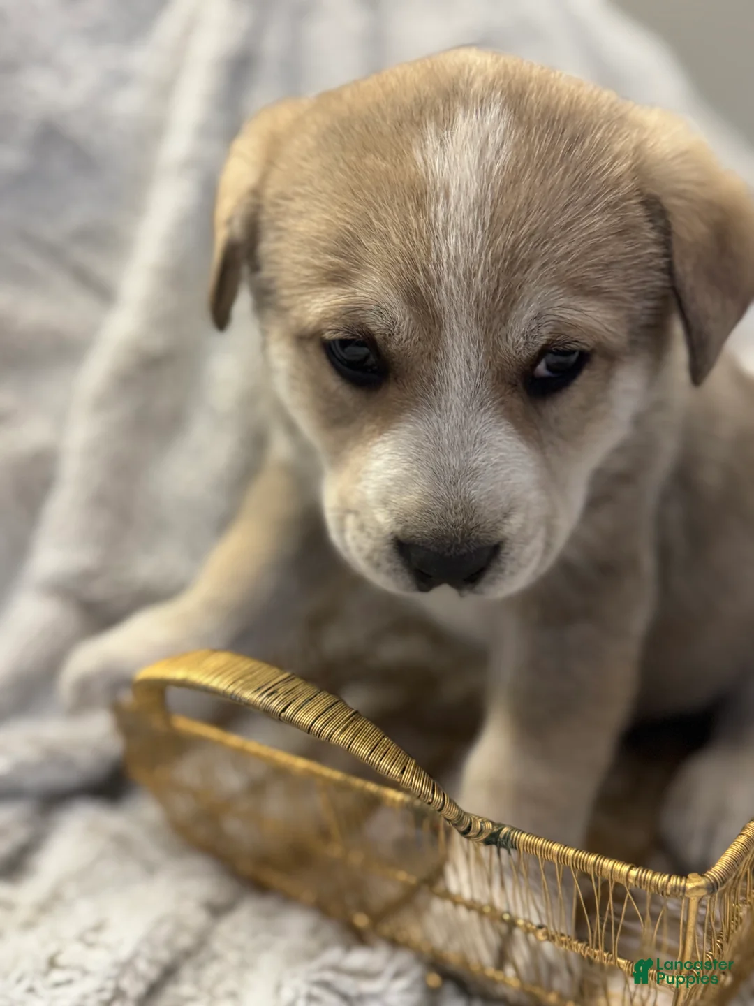 Mixed Breed dogs for sale: Wolfling “Wolfie” - Ad 2