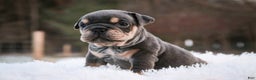 English Bulldog dogs for sale: Xena - Ad 5