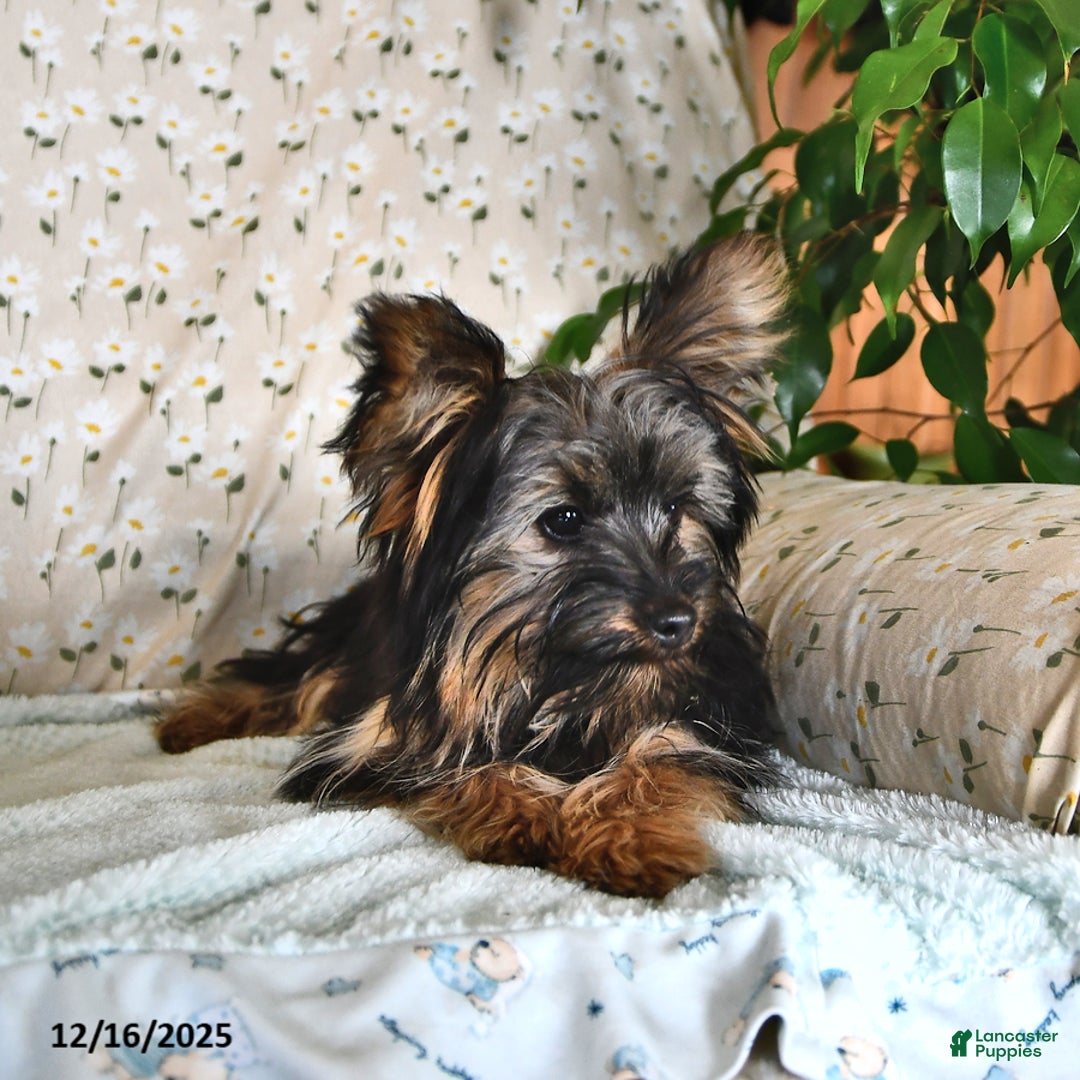 Yorkshire Terrier dogs for sale: Anthony - Ad 5