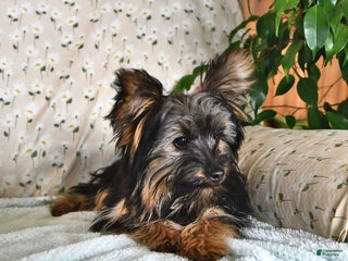 Yorkshire Terrier dogs Anthony - Ad 14