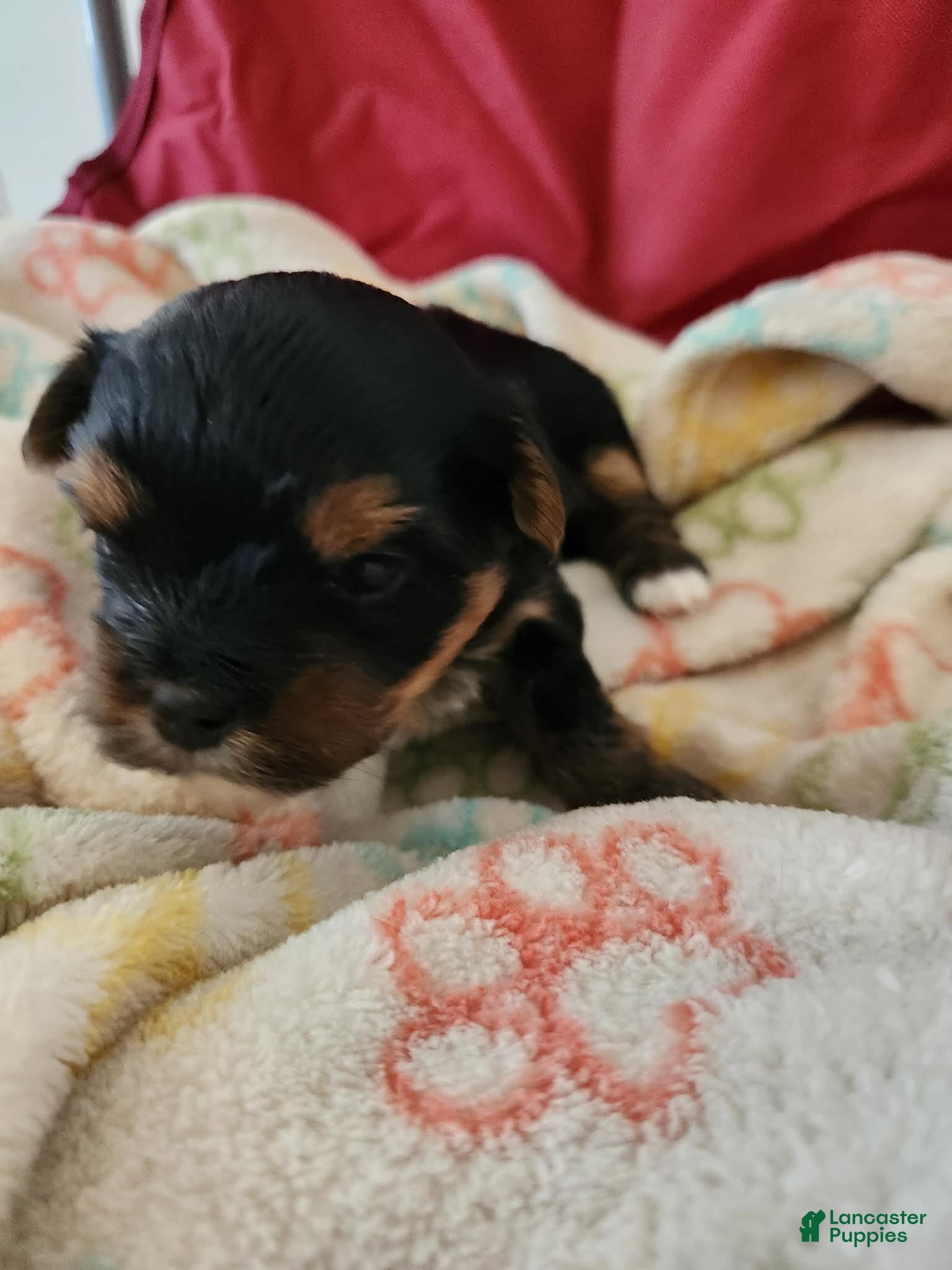 Yorkshire Terrier dogs Yorkshire Terrier 1 - Ad 2