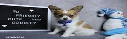 Papillon dogs for sale: Nipper - Ad 1