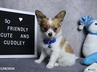 Papillon dogs Nipper - Ad 6