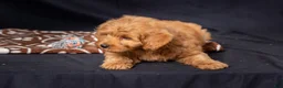Mini Goldendoodle dogs for sale: Leah - Ad 5