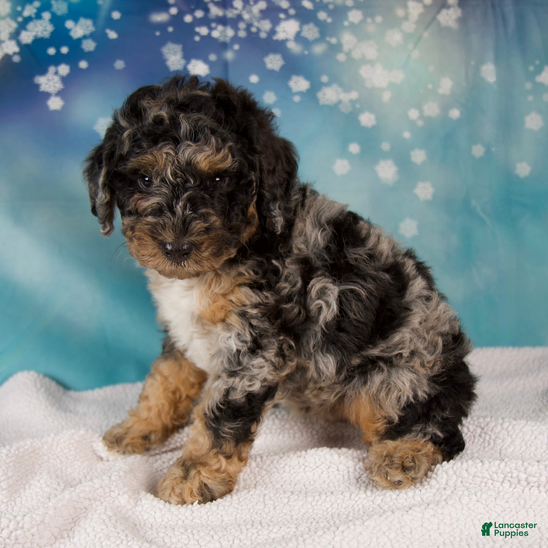 Mini Bernedoodle dogs Carson - Ad 2