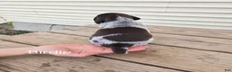 German Shorthaired Pointer dogs for sale: Birdie  - Ad 3