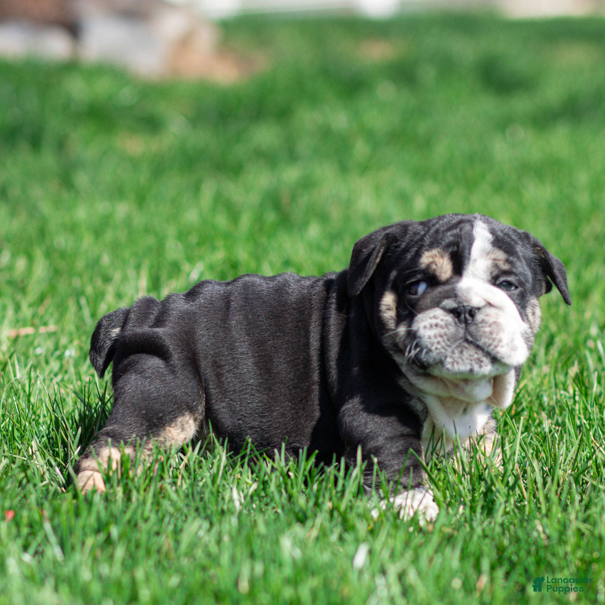 English Bulldog dogs Raven Jet English Bulldog Puppy  - Ad 2