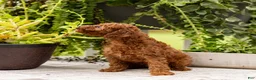Toy Poodle dogs for sale: AKC Bruno - Ad 4