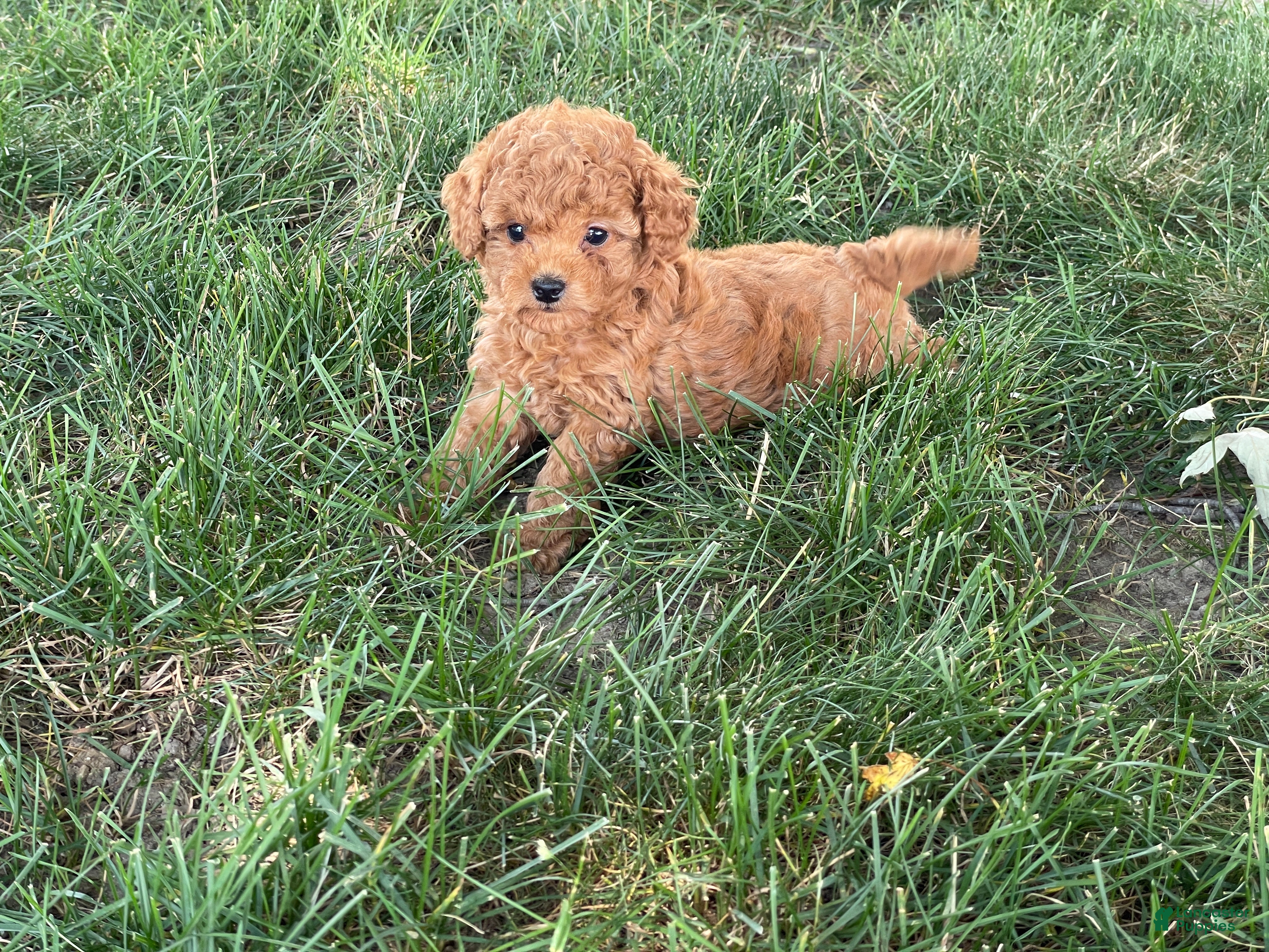 Mini Goldendoodle dogs Mandy Mini Goldendoodle  - Ad 1