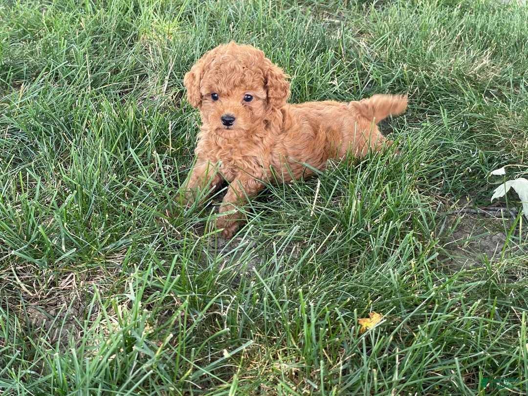 Mini Goldendoodle dogs for sale: Mandy Mini Goldendoodle  - Ad 1