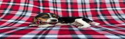Beagle dogs for sale: Shaggy - Ad 7