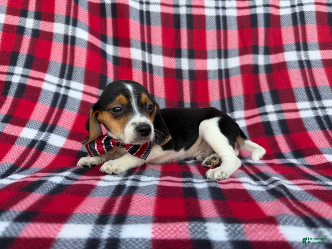 Beagle dogs for sale: Shaggy - Ad 7