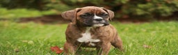Boxer dogs for sale: Flint - Ad 5