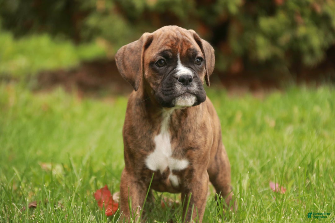 Boxer dogs for sale: Flint - Ad 5