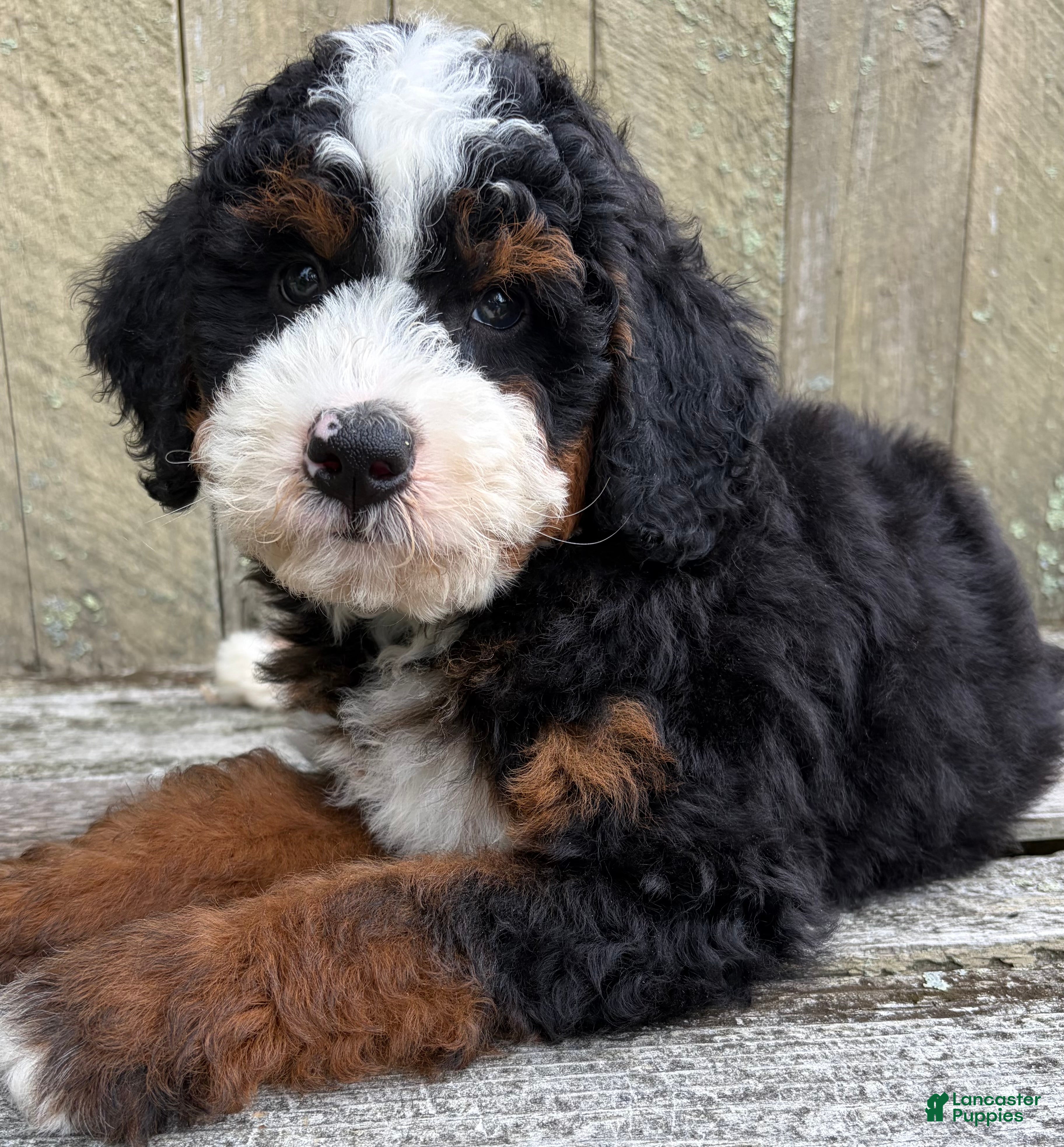 Mini Bernedoodle dogs for sale: 💙IN BOSTON MASSACHUSETTS AREA💙TRADITIONAL TRI COLOR💙MINI BERNEDOODLE BOY💙 - Ad 4
