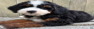 💙IN BOSTON MASSACHUSETTS AREA💙TRADITIONAL TRI COLOR💙MINI BERNEDOODLE BOY💙