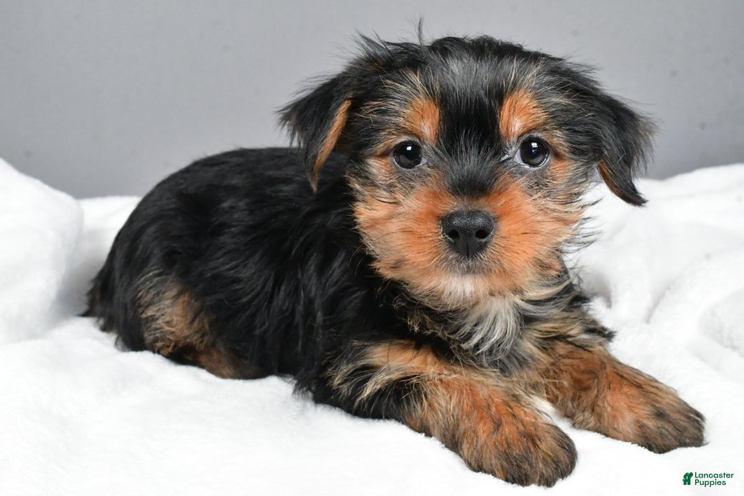 Yorkshire Terrier dogs for sale: Mia - Ad 2