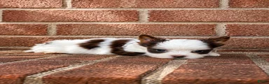 Biewer Terrier 1