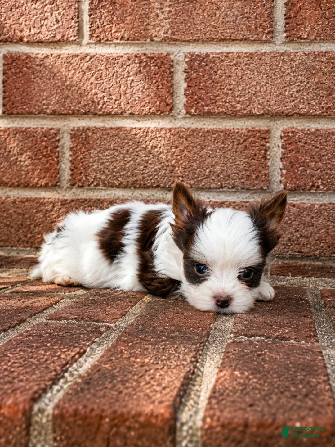 Biewer Terrier dogs for sale: Biewer Terrier 1 - Ad 1