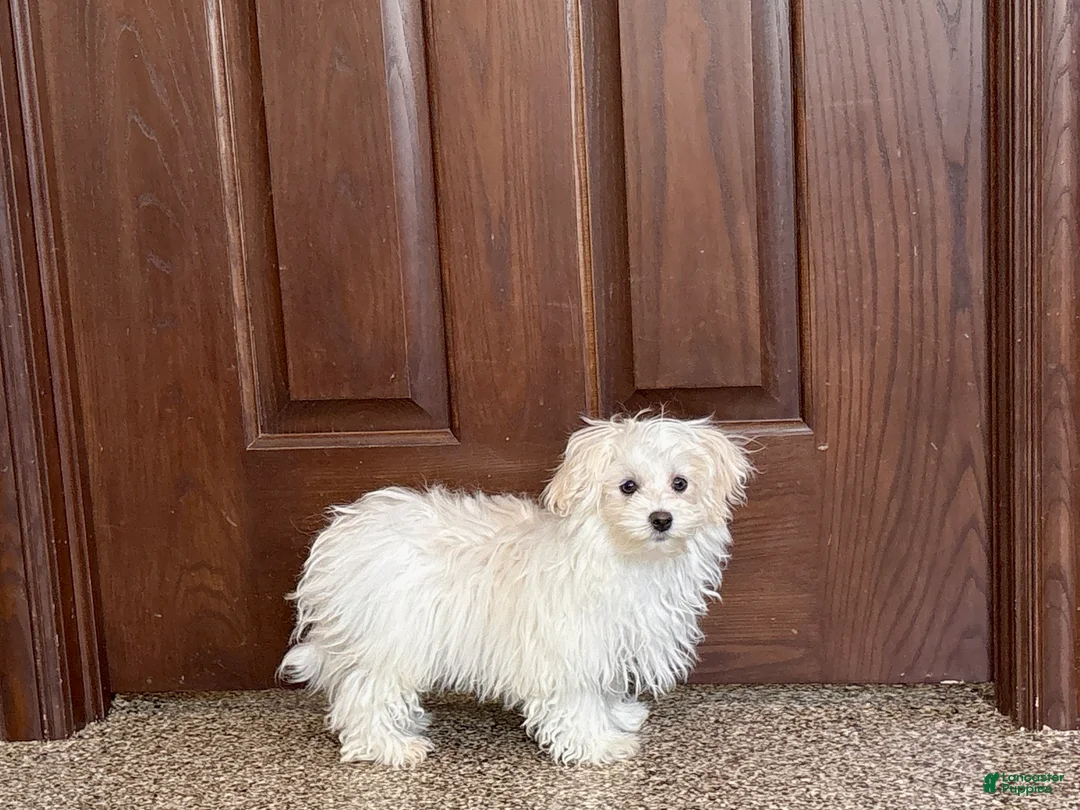 Maltese dogs for sale: Cory - Ad 9