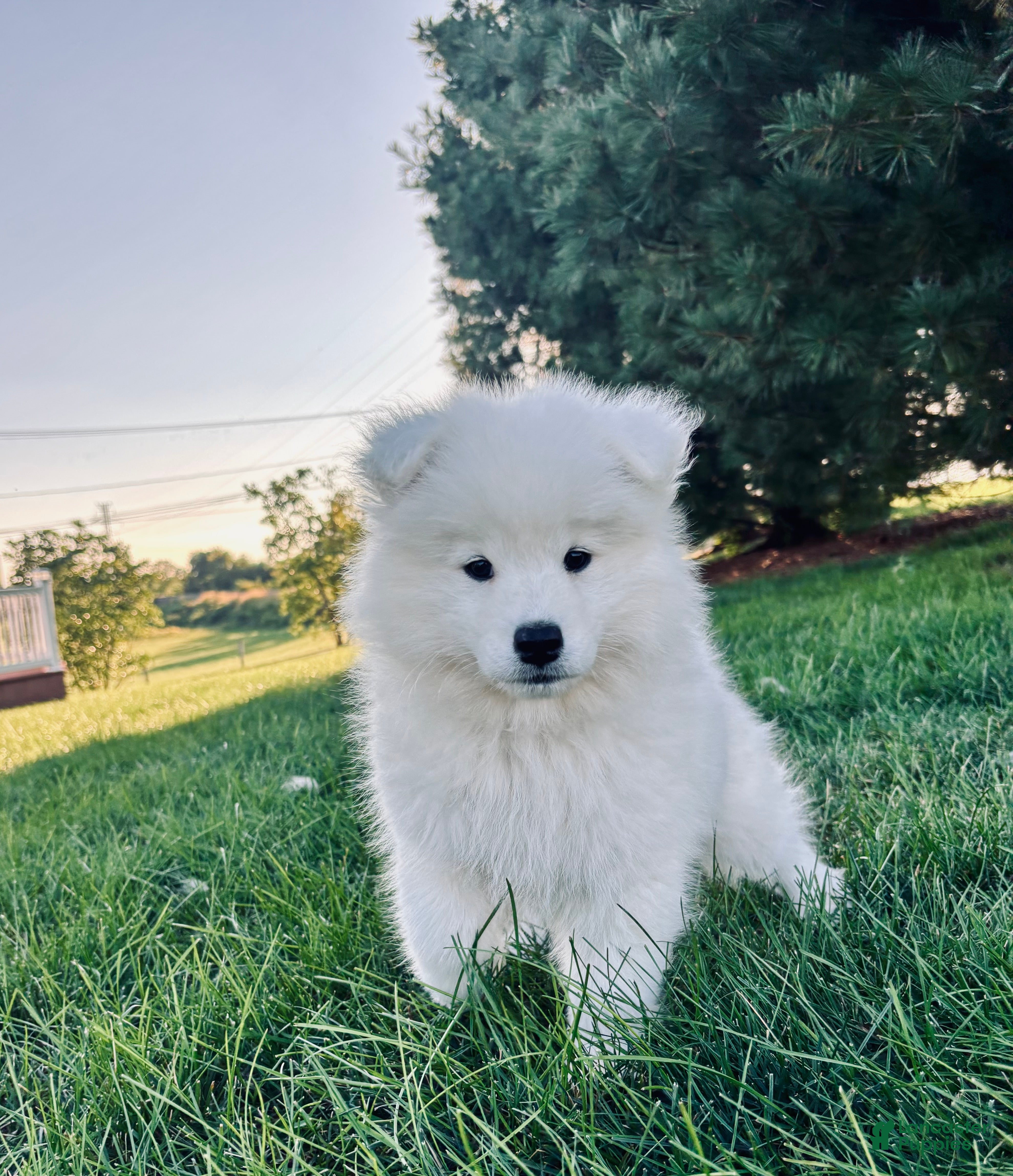 Samoyed dogs Iris - Ad 1