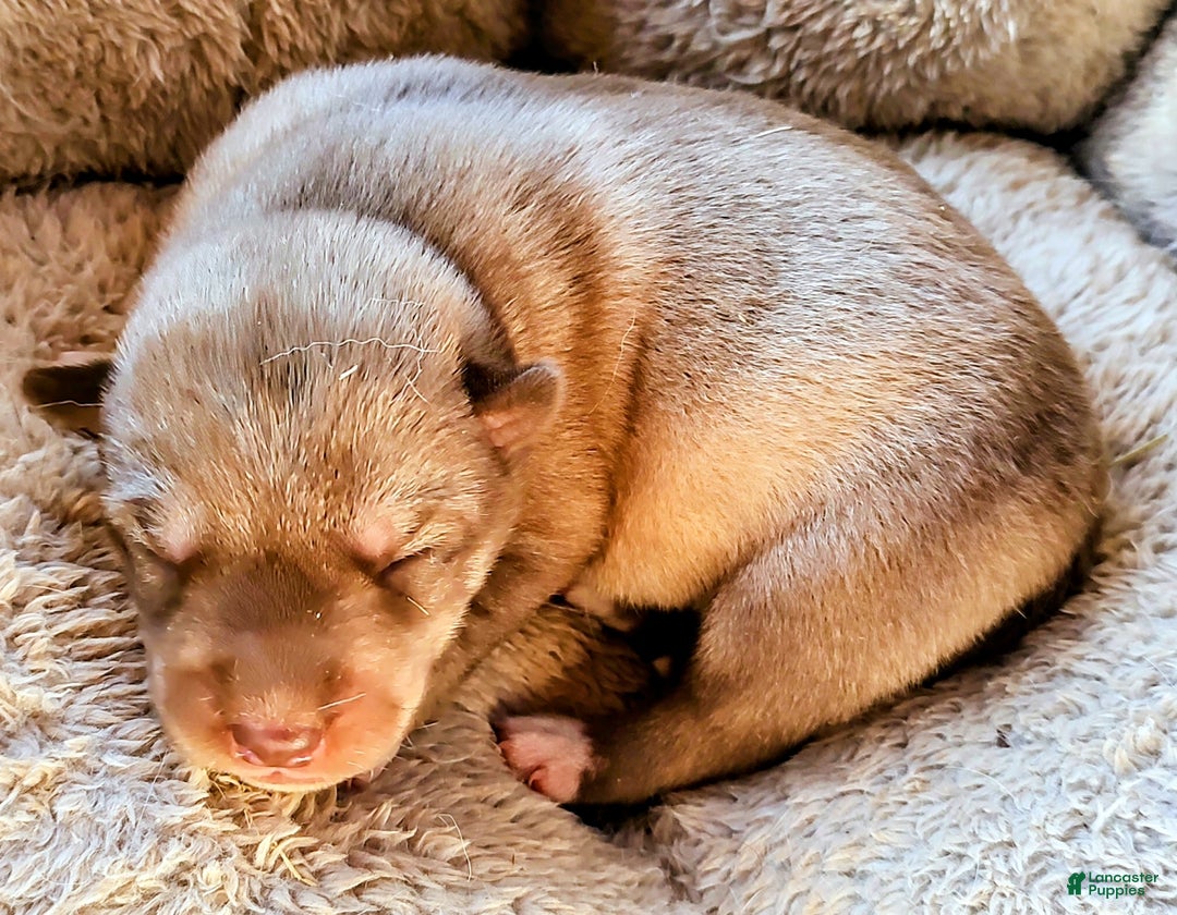 Siberian Husky dogs for sale: Siberian Husky Puppy 1 - Ad 4