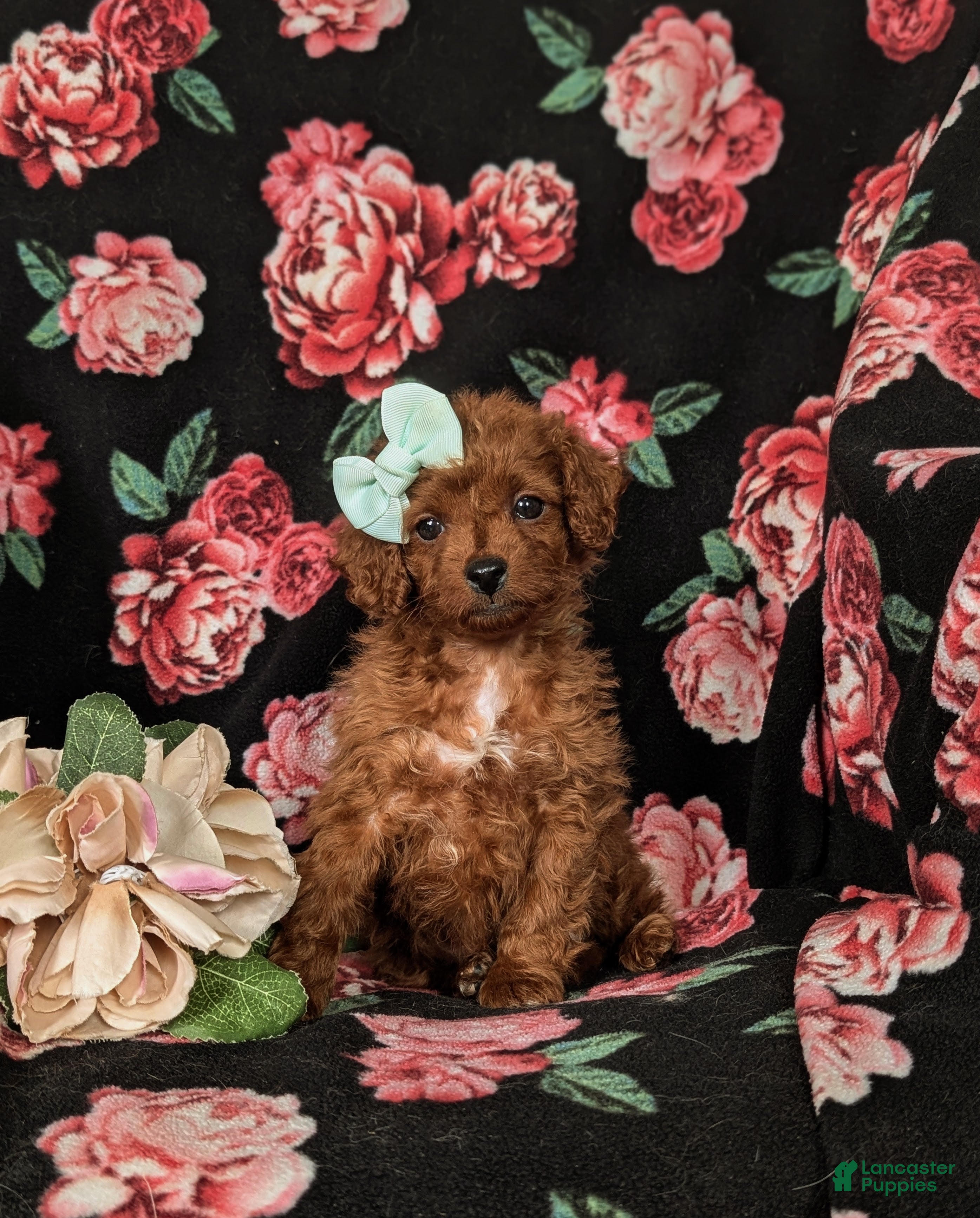 Cockapoo dogs Hayley Hypoallergenic - Ad 34