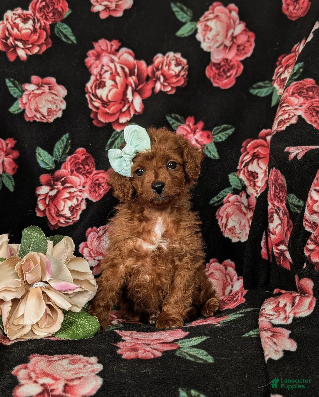 Cockapoo dogs for sale: Hayley Hypoallergenic - Ad 1