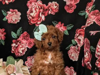 Cockapoo dogs Hayley Hypoallergenic - Ad 34