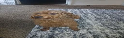 Toy Poodle dogs for sale: Toy Poodle 1 - Ad 2