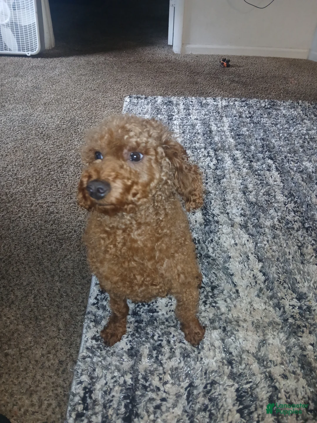 Toy Poodle dogs for sale: Toy Poodle 1 - Ad 2