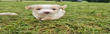 Miniature Australian Shepherd 1