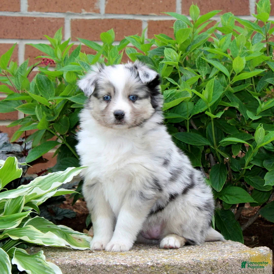 Miniature Australian Shepherd dogs for sale: Fern  - Ad 1