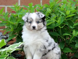 Miniature Australian Shepherd dogs for sale: Fern - Ad 2