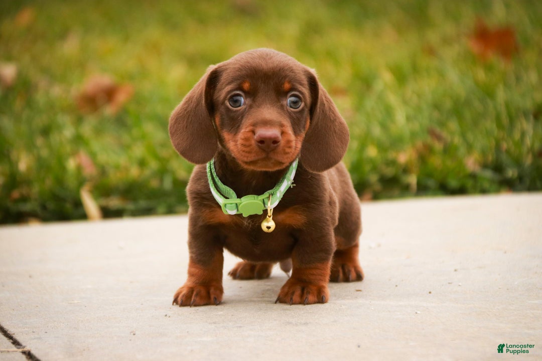 Miniature Dachshund dogs for sale: Andy - Ad 1