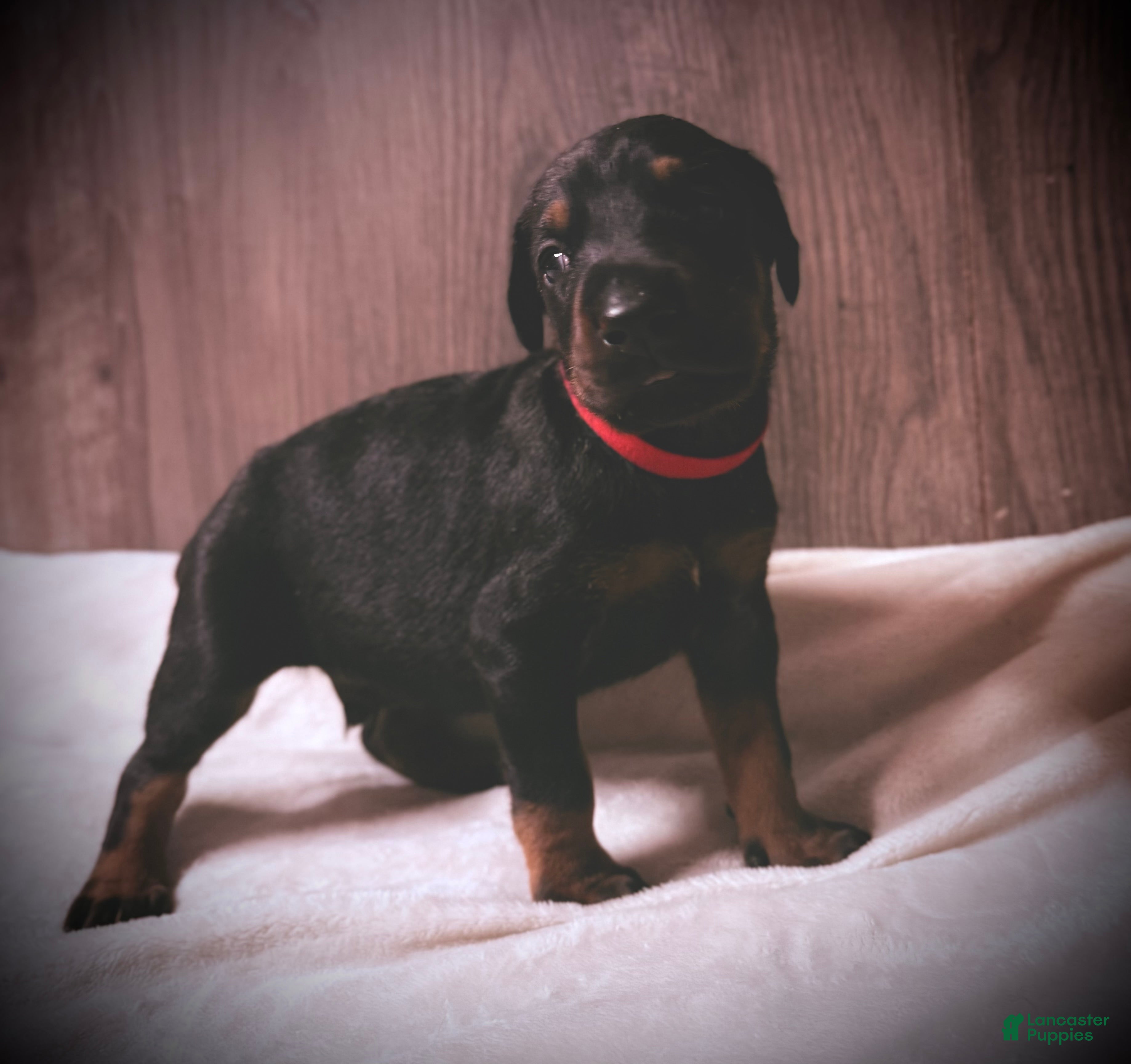 Doberman Pinscher dogs Knox - Ad 1