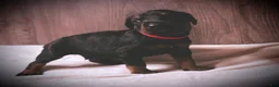 Doberman Pinscher dogs for sale: Knox - Ad 1
