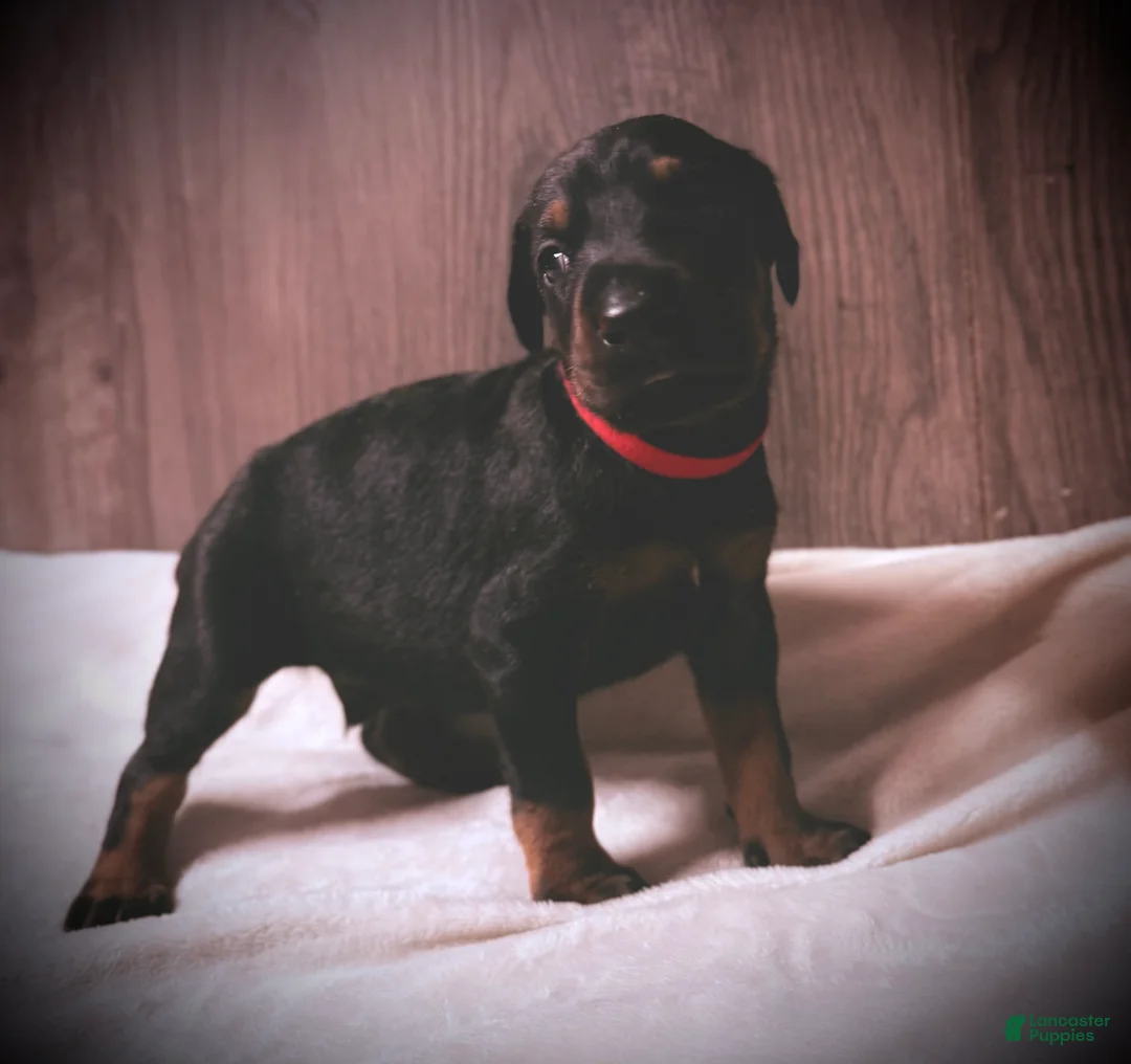 Doberman Pinscher dogs for sale: Knox - Ad 1
