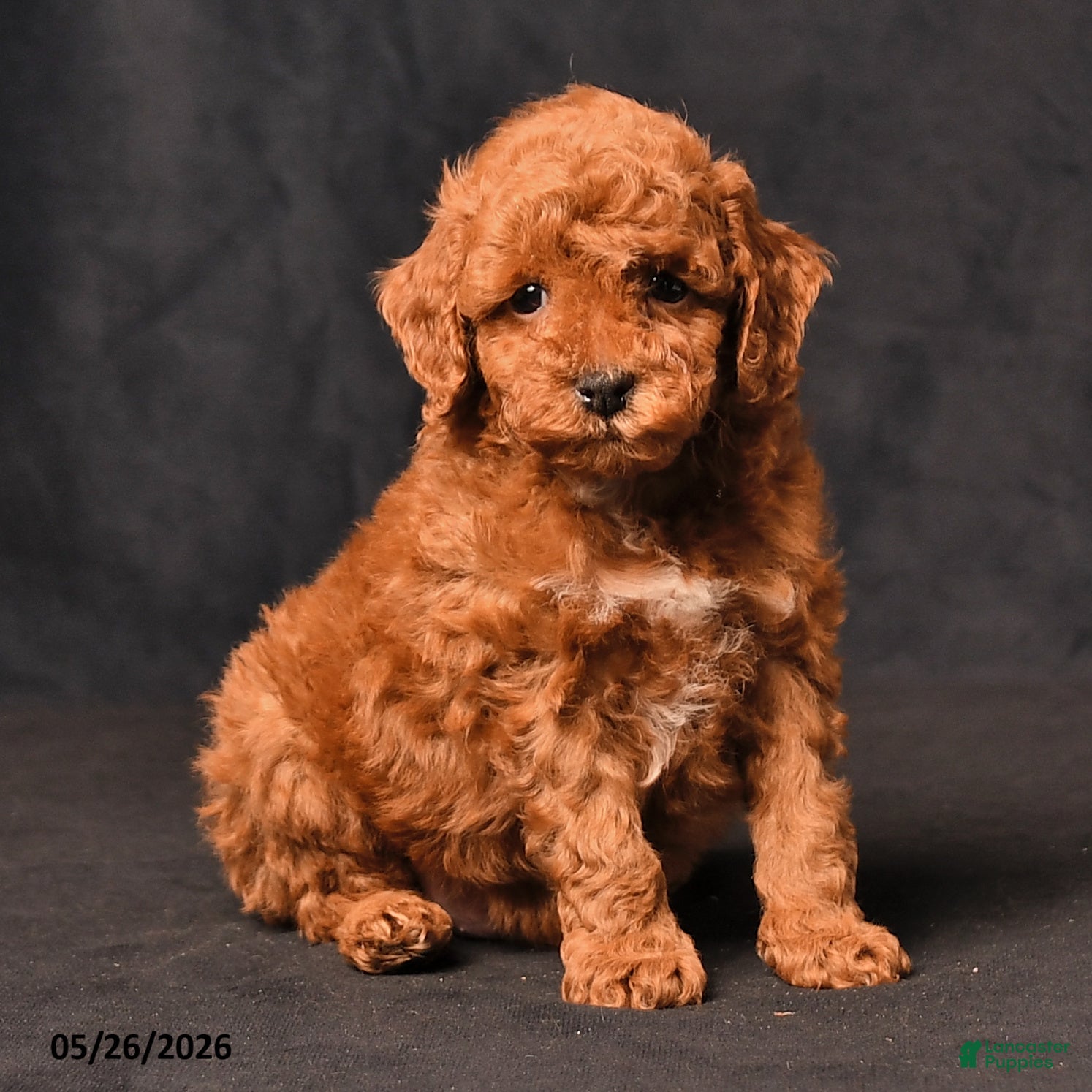 Toy Poodle dogs Biscuit - Ad 2