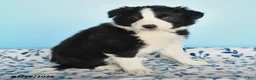 Border Collie dogs for sale: Finn - Ad 2