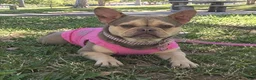 French Bulldog dogs for sale: French Bulldog 1 - Ad 2