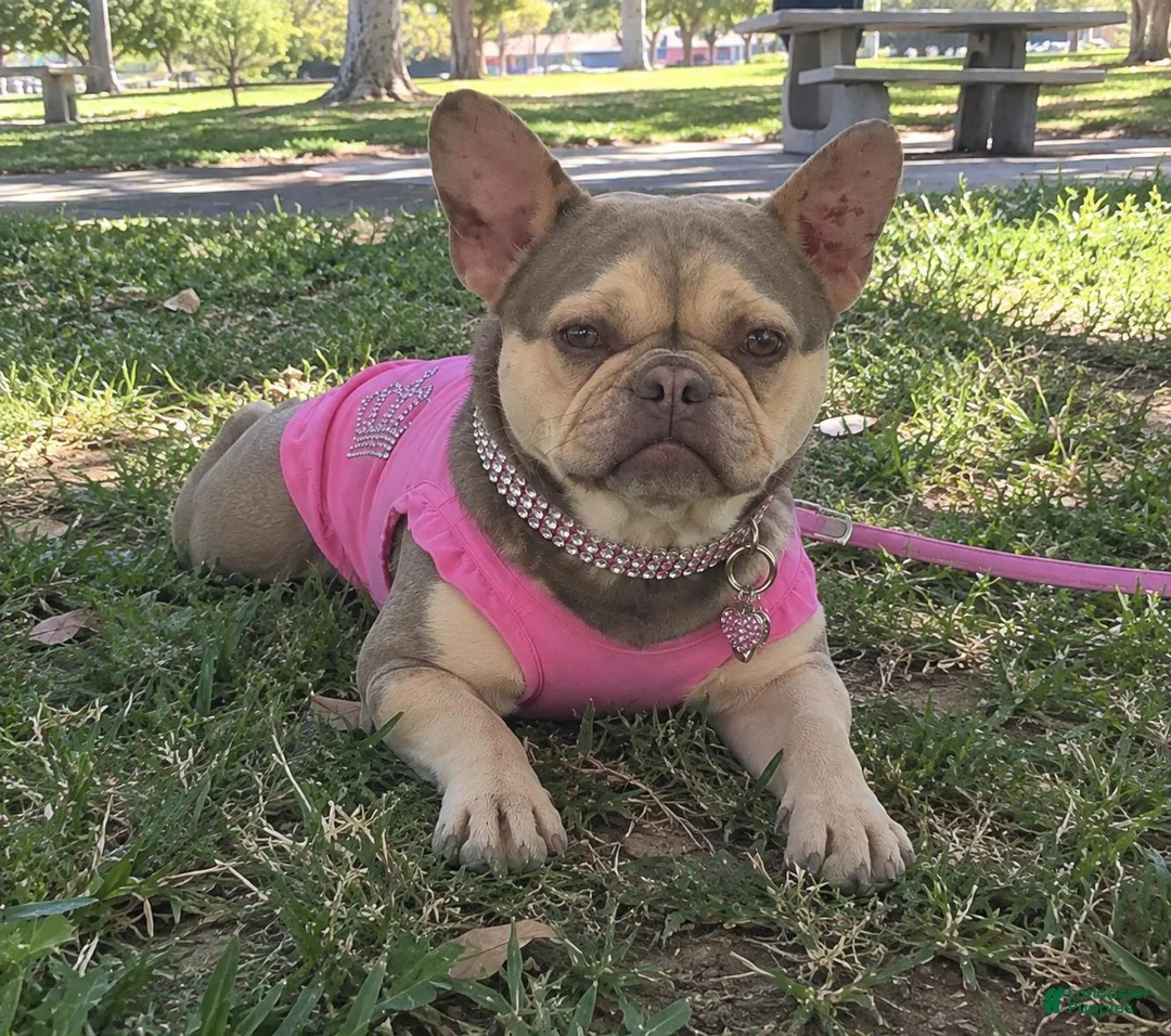 French Bulldog dogs for sale: French Bulldog 1 - Ad 2